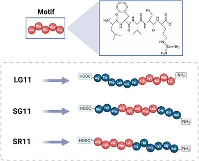 Evaluating the impact of cell-penetrating motif position on the cellular uptake of magnetite nanoparticles